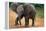 Baby Elephant Walking-null-Framed Premier Image Canvas