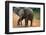 Baby Elephant Walking-null-Framed Photographic Print