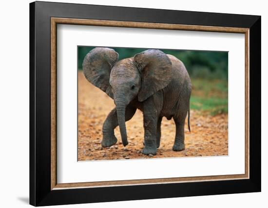 Baby Elephant Walking-null-Framed Photographic Print