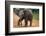 Baby Elephant Walking-null-Framed Photographic Print