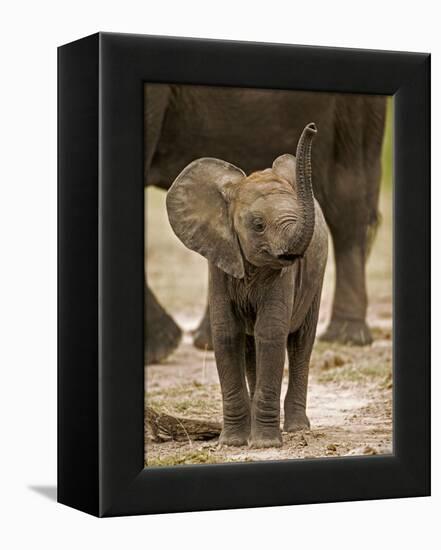 Baby Elephant-Martin Harvey-Framed Premier Image Canvas