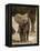 Baby Elephant-Martin Harvey-Framed Premier Image Canvas