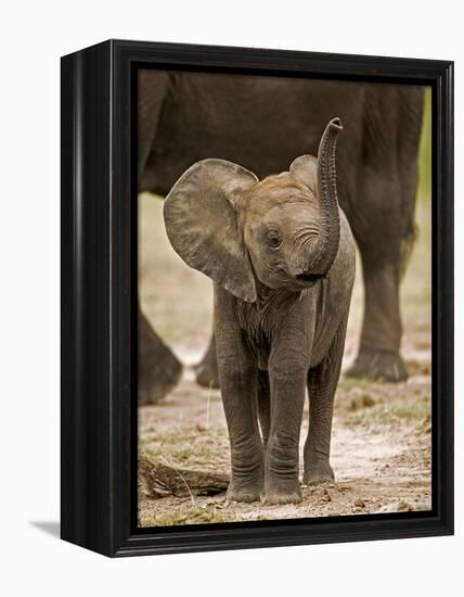 Baby Elephant-Martin Harvey-Framed Premier Image Canvas