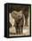 Baby Elephant-Martin Harvey-Framed Premier Image Canvas