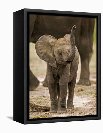 Baby Elephant-Martin Harvey-Framed Premier Image Canvas