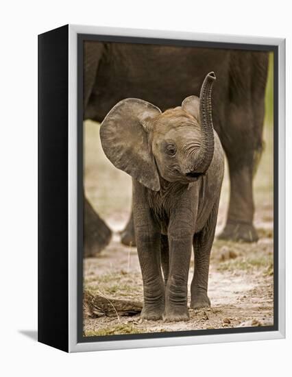 Baby Elephant-Martin Harvey-Framed Premier Image Canvas