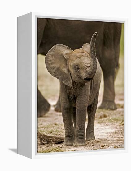 Baby Elephant-Martin Harvey-Framed Premier Image Canvas