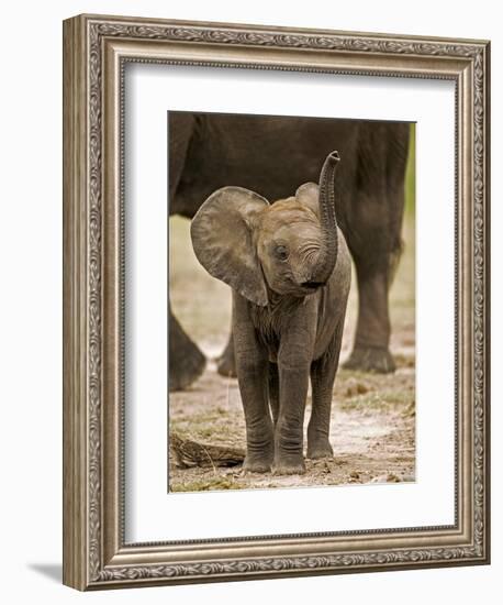 Baby Elephant-Martin Harvey-Framed Photographic Print