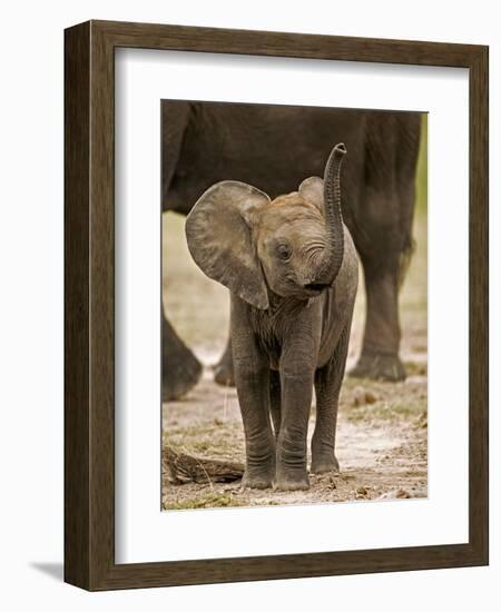 Baby Elephant-Martin Harvey-Framed Photographic Print