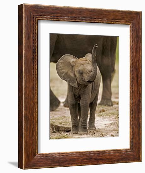 Baby Elephant-Martin Harvey-Framed Photographic Print