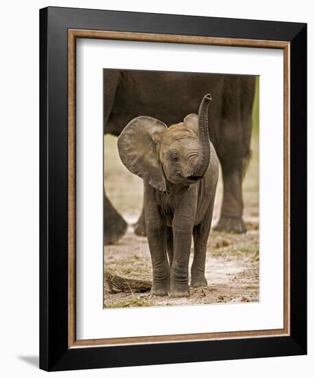 Baby Elephant-Martin Harvey-Framed Photographic Print