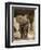 Baby Elephant-Martin Harvey-Framed Photographic Print