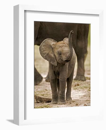 Baby Elephant-Martin Harvey-Framed Photographic Print