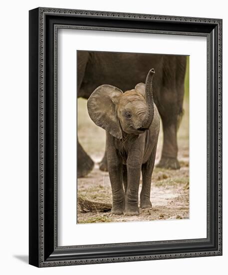 Baby Elephant-Martin Harvey-Framed Photographic Print