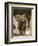 Baby Elephant-Martin Harvey-Framed Photographic Print