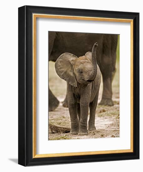 Baby Elephant-Martin Harvey-Framed Photographic Print