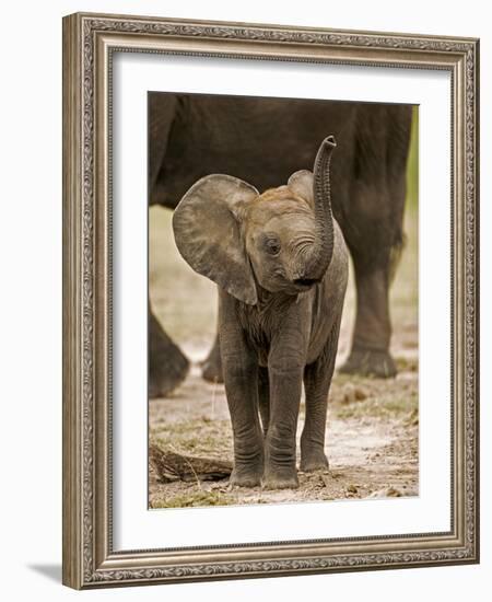 Baby Elephant-Martin Harvey-Framed Photographic Print