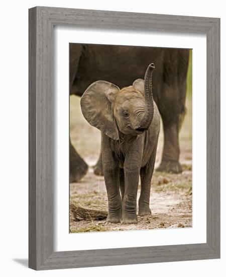 Baby Elephant-Martin Harvey-Framed Photographic Print