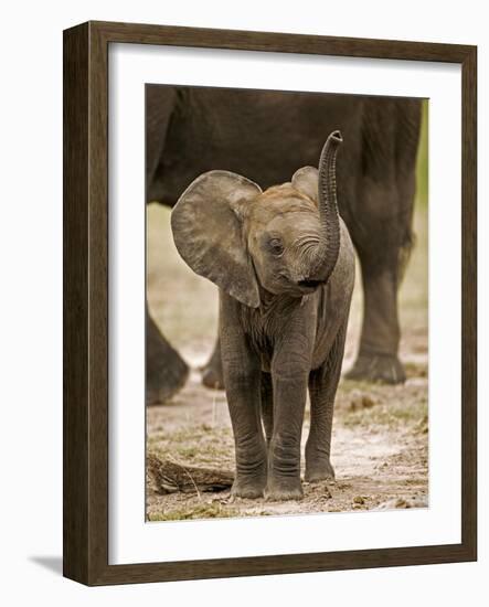 Baby Elephant-Martin Harvey-Framed Photographic Print