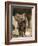 Baby Elephant-Martin Harvey-Framed Photographic Print