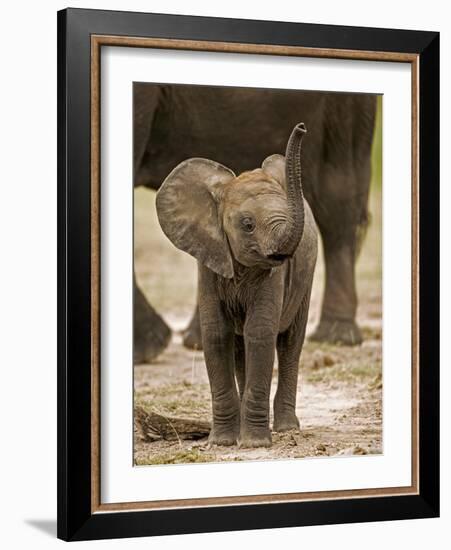 Baby Elephant-Martin Harvey-Framed Photographic Print