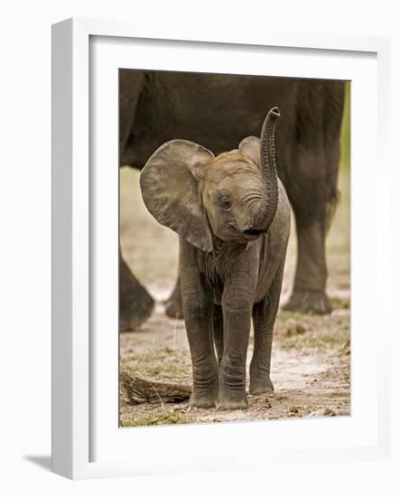 Baby Elephant-Martin Harvey-Framed Photographic Print