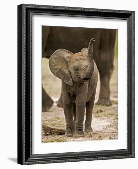 Baby Elephant-Martin Harvey-Framed Photographic Print