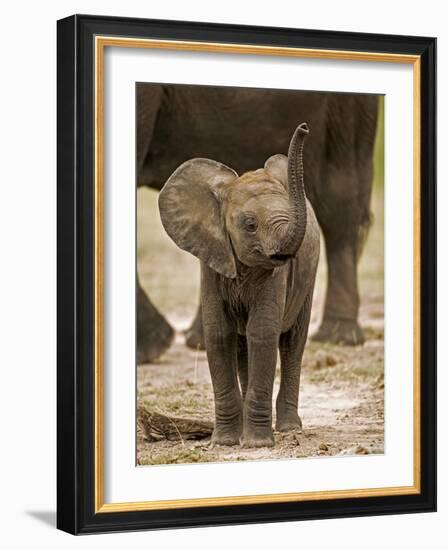 Baby Elephant-Martin Harvey-Framed Photographic Print