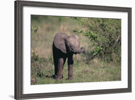 Baby Elephant-DLILLC-Framed Photographic Print