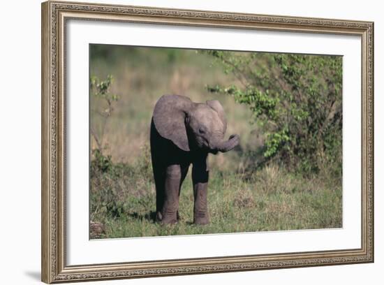 Baby Elephant-DLILLC-Framed Photographic Print