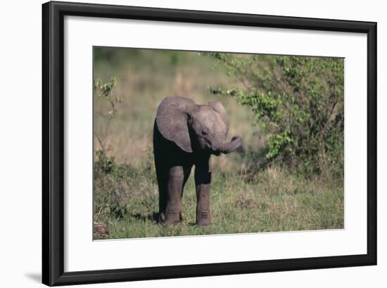 Baby Elephant-DLILLC-Framed Photographic Print