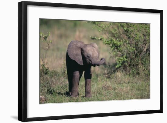 Baby Elephant-DLILLC-Framed Photographic Print