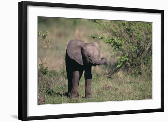 Baby Elephant-DLILLC-Framed Photographic Print