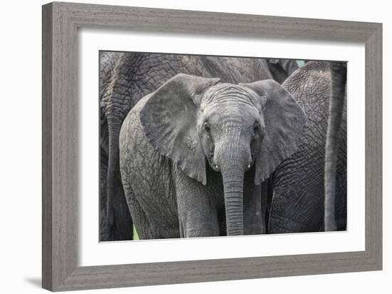 Baby Elephant-Karine Aigner-Framed Photographic Print