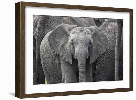 Baby Elephant-Karine Aigner-Framed Photographic Print