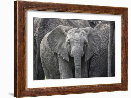 Baby Elephant-Karine Aigner-Framed Photographic Print