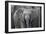 Baby Elephant-Karine Aigner-Framed Photographic Print