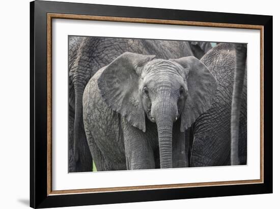 Baby Elephant-Karine Aigner-Framed Photographic Print