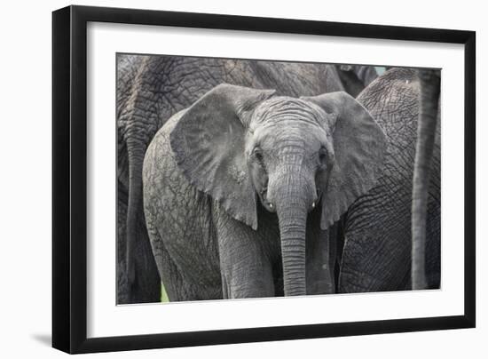 Baby Elephant-Karine Aigner-Framed Photographic Print