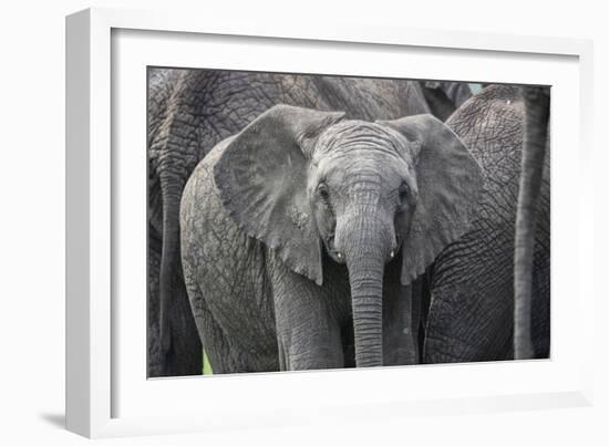 Baby Elephant-Karine Aigner-Framed Photographic Print