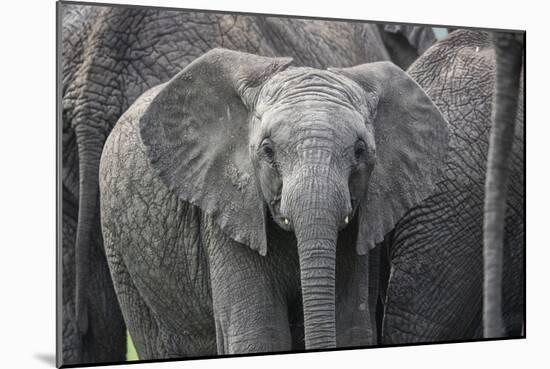 Baby Elephant-Karine Aigner-Mounted Photographic Print