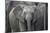 Baby Elephant-Karine Aigner-Mounted Photographic Print