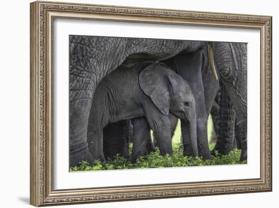 Baby Elephant-Karine Aigner-Framed Photographic Print