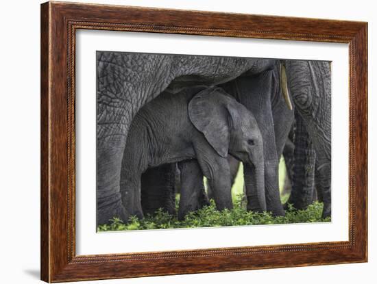 Baby Elephant-Karine Aigner-Framed Photographic Print