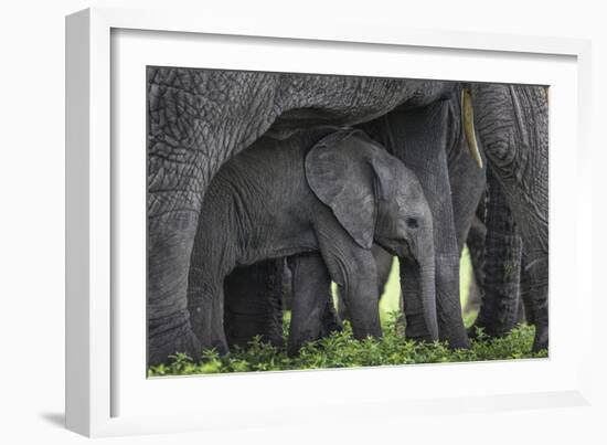 Baby Elephant-Karine Aigner-Framed Photographic Print