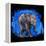 Baby Elephant-null-Framed Stretched Canvas