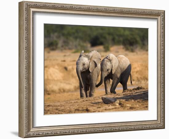 Baby Elephants, Playing in Addo Elephant National Park, South Africa-Steve & Ann Toon-Framed Photographic Print