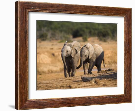 Baby Elephants, Playing in Addo Elephant National Park, South Africa-Steve & Ann Toon-Framed Photographic Print