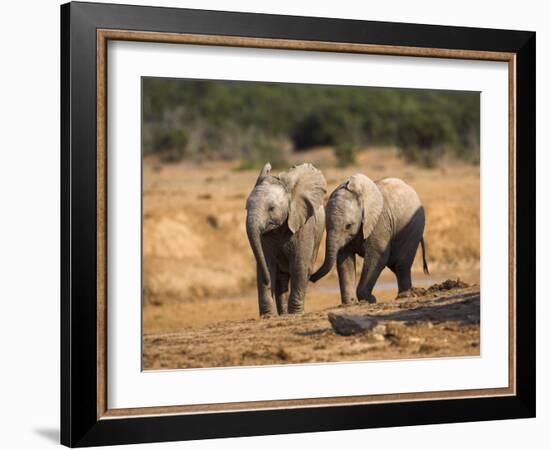 Baby Elephants, Playing in Addo Elephant National Park, South Africa-Steve & Ann Toon-Framed Photographic Print