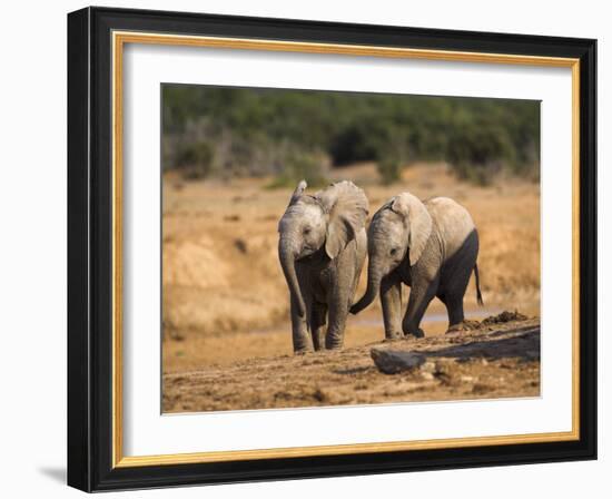 Baby Elephants, Playing in Addo Elephant National Park, South Africa-Steve & Ann Toon-Framed Photographic Print